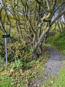 A narrow forest path making this a perfect place to find the enchanted fairies of Scotland