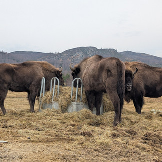 Highland Wildlife Park