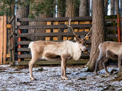 Cairngorm Reindeer Centre