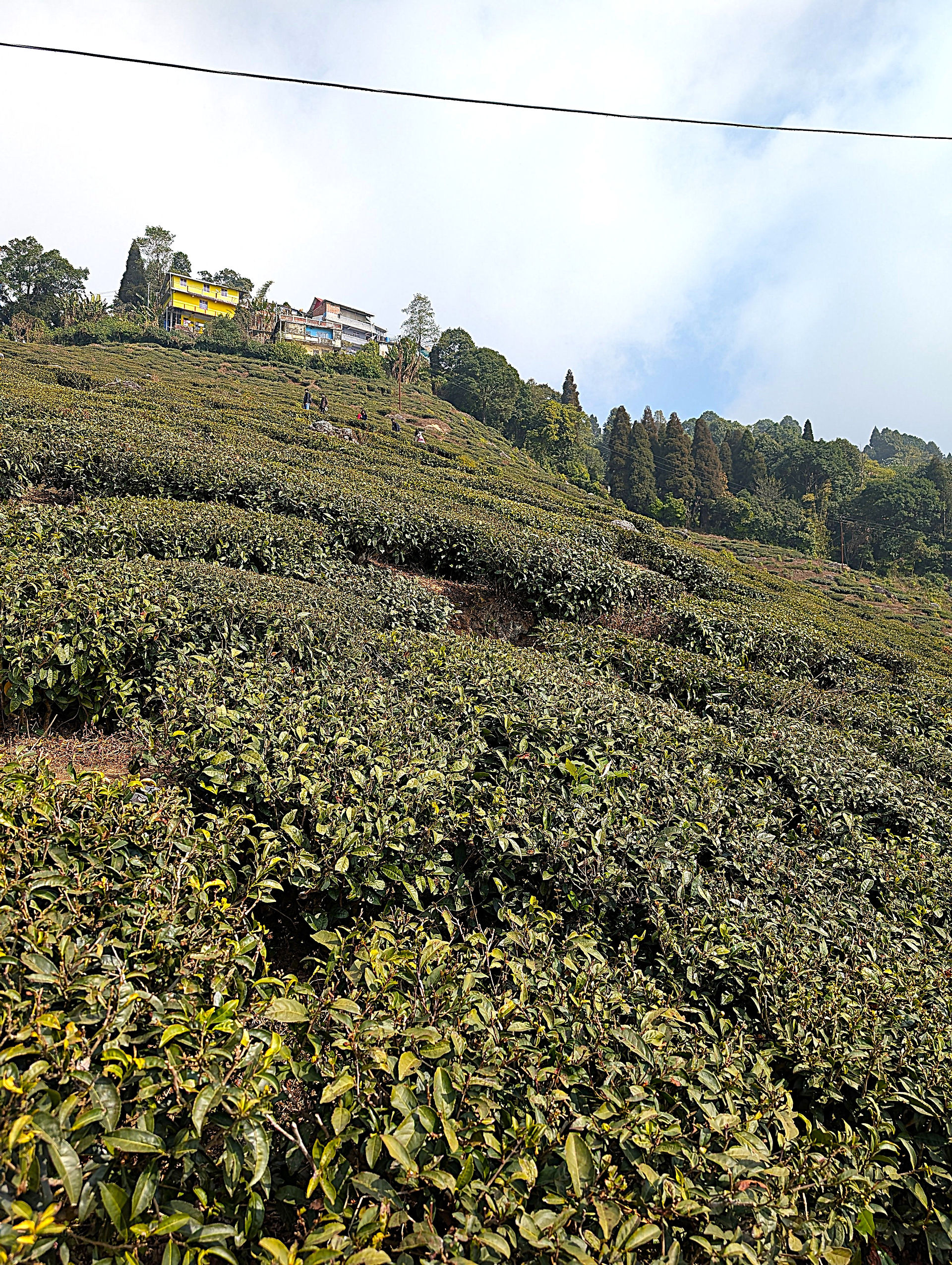 Gauri Shankar tea garden