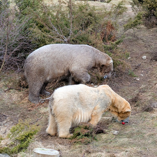 Highland Wildlife Park