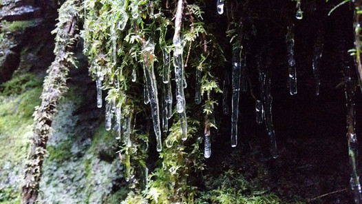 ferns, lichen and moss with icicles hanging off them making this a perfect place to find the enchanted fairies of Scotland