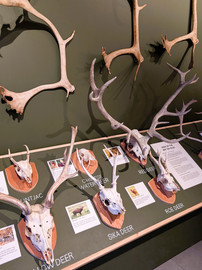 Cairngorm Reindeer Centre