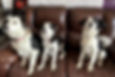 dogs.jpg