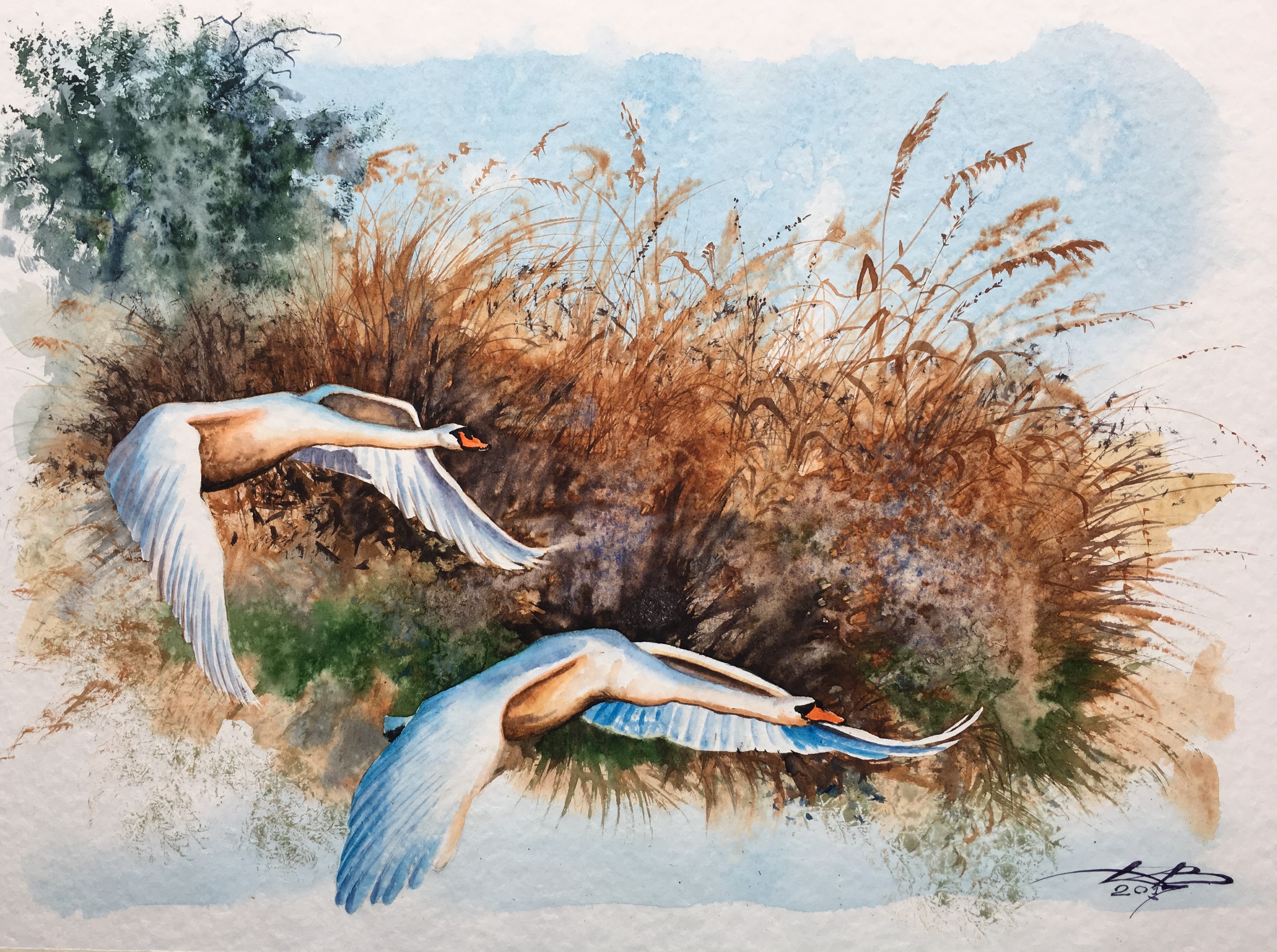 Swans