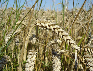Wheat_close-up.JPG
