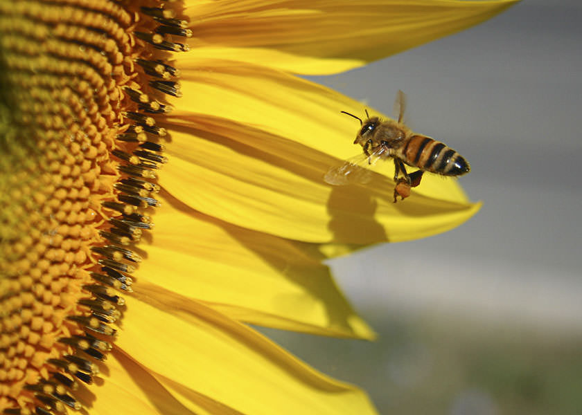 Miniatura: Miele di Girasole