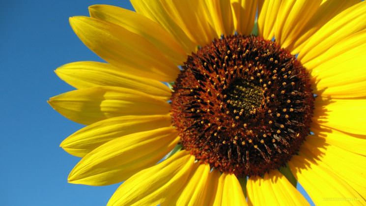 Miniatura: Miele di Girasole