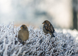 Birds on Frozen Grass