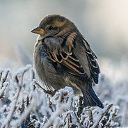 Birds on Frozen Grass