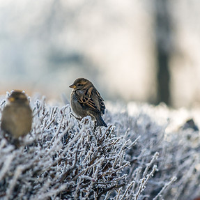 Birds on Frozen Grass