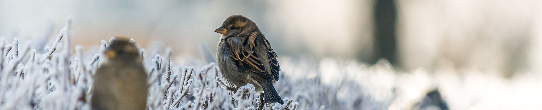 Vogels op bevroren gras
