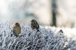 Birds on Frozen Grass