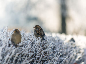 birds on the frost