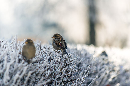 Birds on Frozen Grass