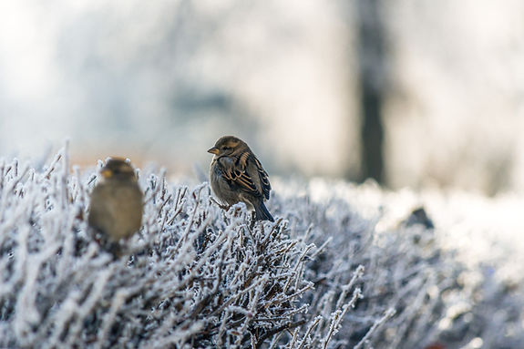 Birds on Frozen Grass