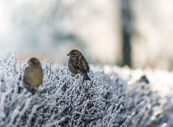 Vögel auf gefrorenem Gras