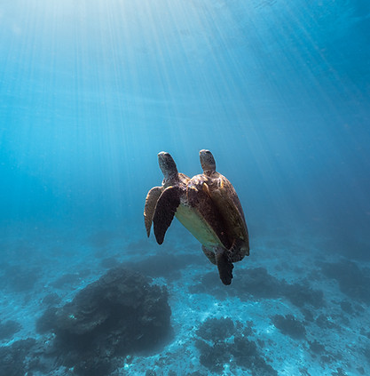 Ross Long Photo - Wilson Island - Wildlife UW - 7.jpg