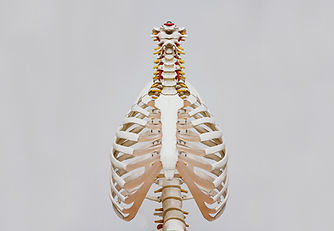 Chest Cavity_edited.jpg