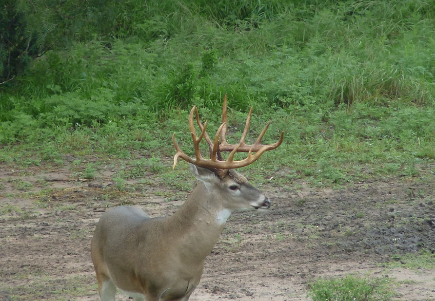 Whitetail 3_edited.jpg