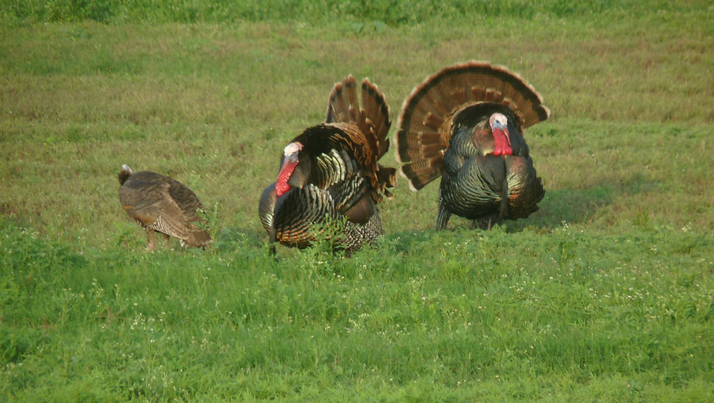 Turkey 3.png