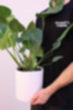Indoor Plants and Ceramic Pots