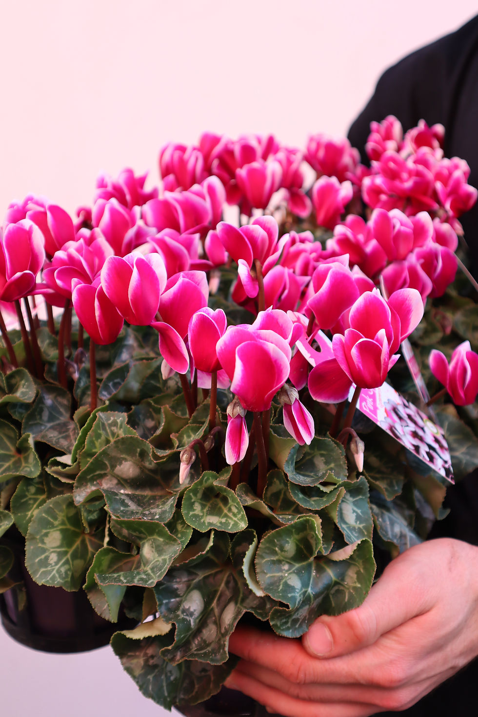 Flowering Plants