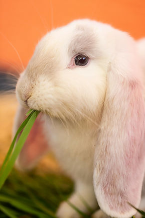 lapin