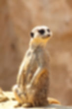 Reportage animalier