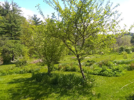 Inheriting the Weeds