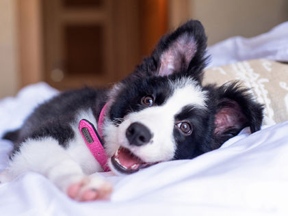 Dog photographer Hong Kong
香港狗狗攝影師
香港の犬の写真家

