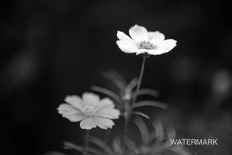 Flower and Plants
花和植物
花と植物