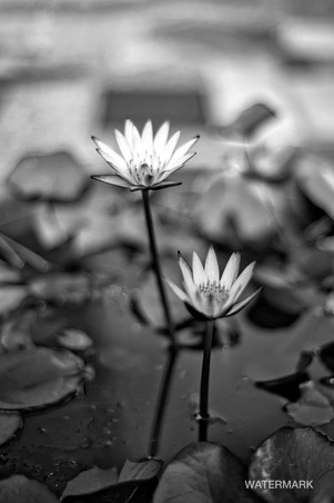 Flower and Plants
花和植物
花と植物