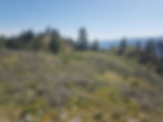 Grasslands