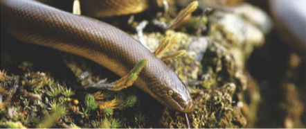 LIVING WITH WILDLIFE: SNAKES