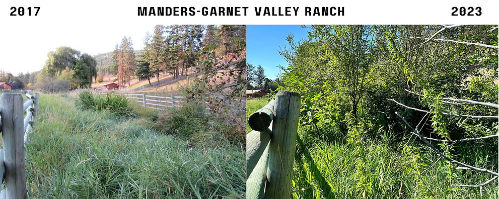 before and after of riparian restoration