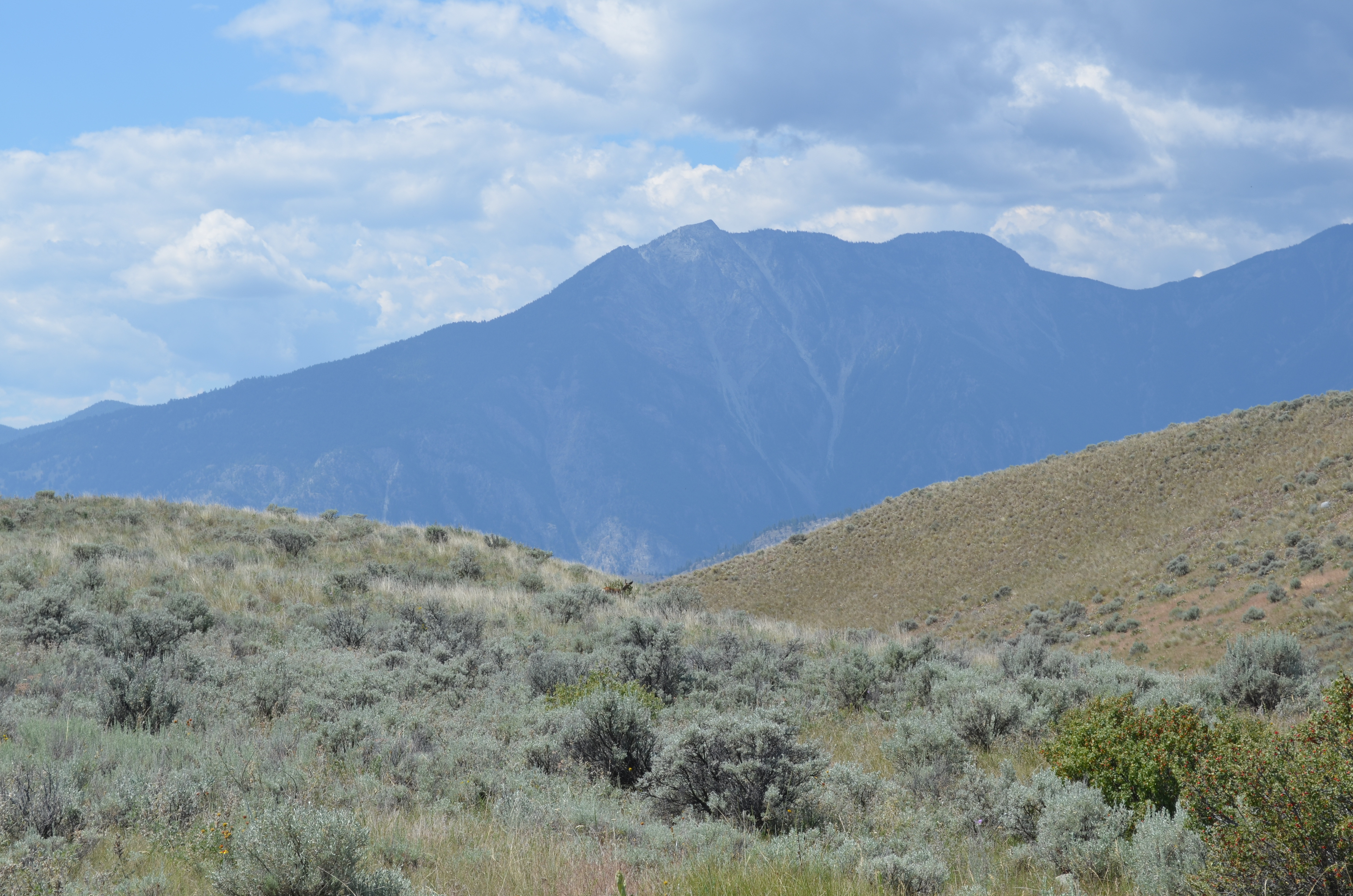THREATS TO GRASSLANDS
