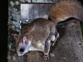 Happy Squirrel Appreciation Day!