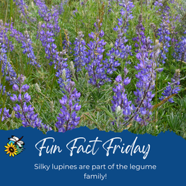 Legendary Legumes: Silky Lupins
