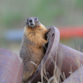 Sleepy Time for Marmots