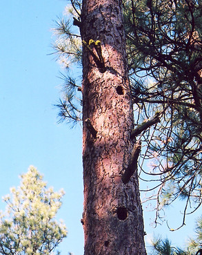 Snag with holes J Bryan.jpg
