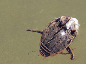 It's a bird, it's a boat, it's a Predaceous Diving Beetle!