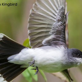 World Migratory Bird Day!