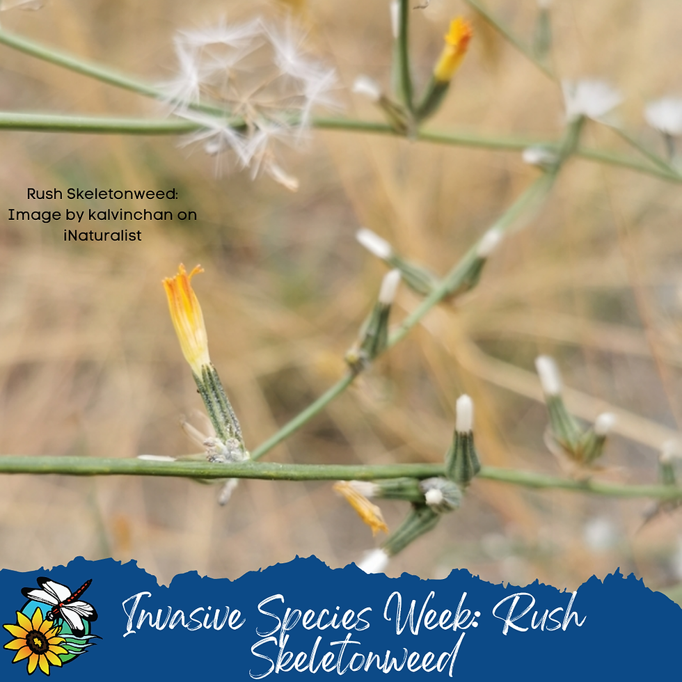 Invasive Species Awareness Week Day 1: Prioritization and Rush Skeletonweed