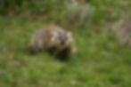 Badgers