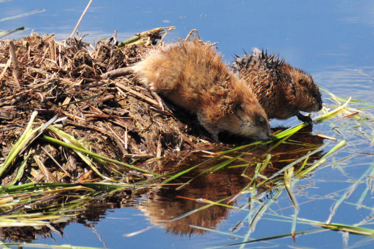 Muskrats