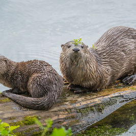 World Otter Day!