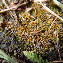 Alkaline Wing-nerved moss