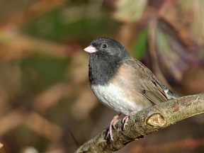 World Sparrow Day 2026