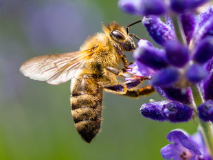 Bee Stings